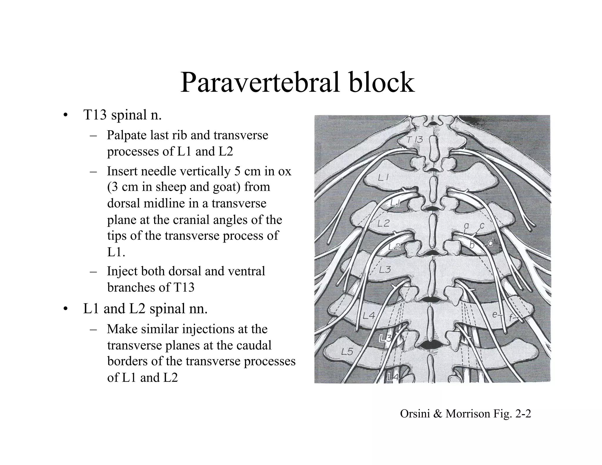 Palpating Ribs AV2-Irrig-Inerv Abdomen,pelvis.pdf