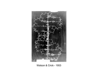 Watson & Crick - 1953 