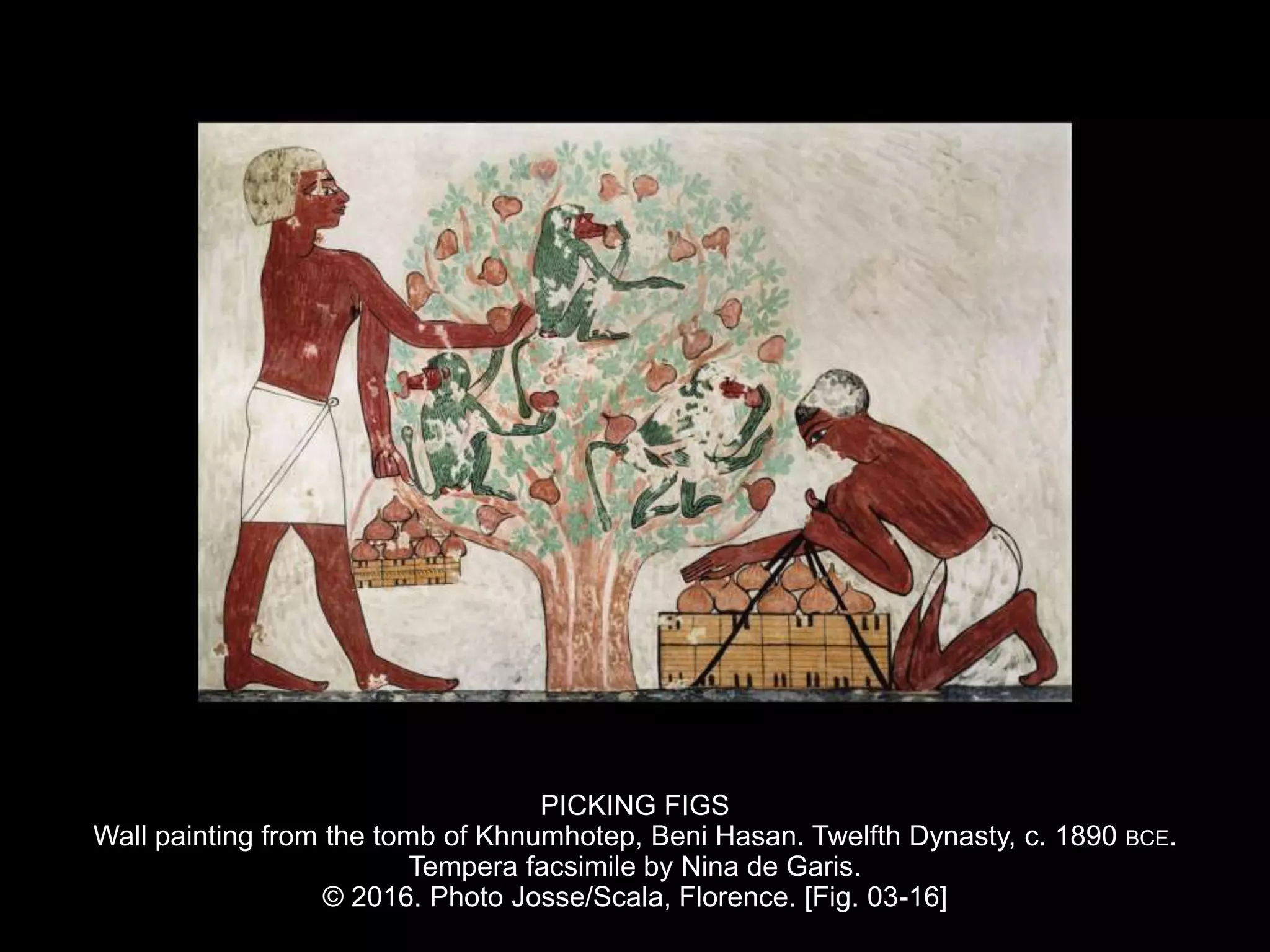 PICKING FIGS
Wall painting from the tomb of Khnumhotep, Beni Hasan. Twelfth Dynasty, c. 1890 BCE.
Tempera facsimile by Nina de Garis.
© 2016. Photo Josse/Scala, Florence. [Fig. 03-16]
 
