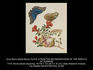 Anna Maria Sibylla Merian PLATE 9 FROM THE METAMORPHOSIS OF THE INSECTS
OF SURINAM
1719. Hand-colored engraving, 18-7/8" × 13" (47.9 × 33 cm). Getty Research Institute,
Los Angeles (89-B10750) [Fig. 23-48]
 