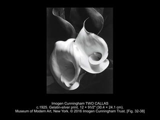 Imogen Cunningham TWO CALLAS
c.1925. Gelatin-silver print, 12 × 91⁄2″ (30.4 × 24.1 cm).
Museum of Modern Art, New York. © 2016 Imogen Cunningham Trust. [Fig. 32-38]
 
