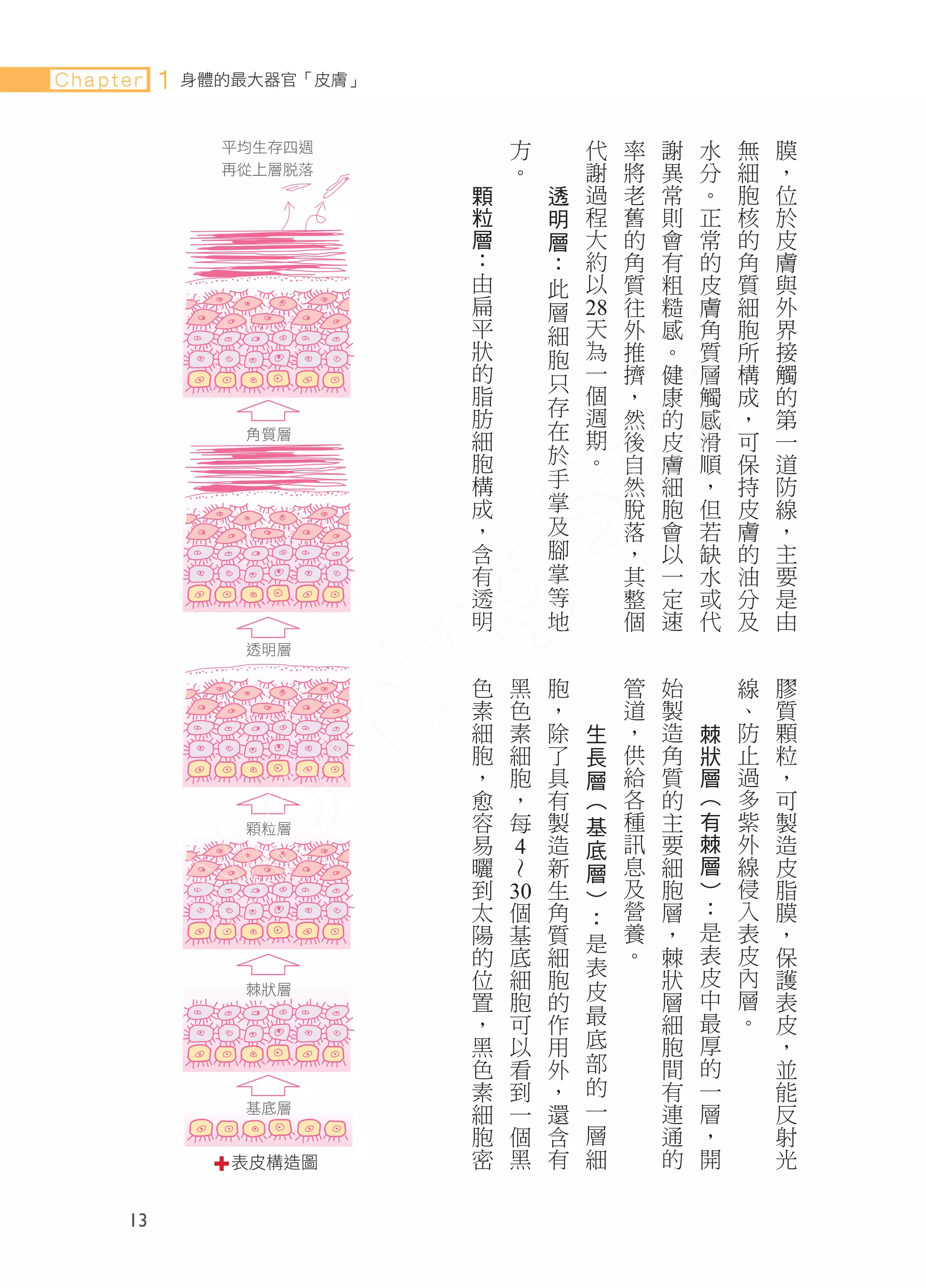 Chapter   1   身體的最大器官「皮膚」


                                                方                                代          率       謝       水   無       膜
                平均生存四週
                                                。                                謝          將       異       分   細       ，
                再從上層脫落
                            顆                                  透                 過          老       常       。   胞       位
                            粒                                  明                 程          舊       則       正   核       於
                            層                                  層                 大          的       會       常   的       皮
                            ：                                  ：                 約          角       有       的   角       膚
                            由                                  此                 以          質       粗       皮   質       與
                            扁                                  層                            往       糙       膚   細       外
                            平                                  細       28
                                                                        天                   外       感       角   胞       界
                            狀                                  胞          為                 推       。       質   所       接
                            的                                  只            一               擠       健       層   構       觸
                            脂                                                 個             ，       康       觸   成       的
                                                               存                週
                            肪                                                               然       的       感   ，       第
                            細                                  在                  期         後       皮       滑   可       一
                 角質層
                            胞                                  於                    。       自       膚       順   保       道
                            構                                  手                            然       細       ，   持       防
                            成                                  掌                            脫       胞       但   皮       線
                            ，                                  及                            落       會       若   膚       ，
                            含                                  腳                            ，       以       缺   的       主
                            有                                  掌                            其       一       水   油       要
                            透                                  等                            整       定       或   分       是
                            明                                  地                            個       速       代   及       由
                 透明層
                                色                   黑              胞                    管       始                   線       膠
                                素                   色              ，                    道       製                   、       質
                                細                   素              除         生          ，       造       棘           防       顆
                                胞                   細              了         長          供       角       狀           止       粒
                                ，                   胞              具         層          給       質       層           過       ，
                                愈                   ，              有         （          各       的       （           多       可
                                容                   每              製         基          種       主       有           紫       製
                 顆粒層            易                                  造         底          訊       要       棘           外       造
                                曬         4                        新         層          息       細       層           線       皮
                                到                                  生         ）          及       胞       ）           侵       脂
                                    ∼




                                太   30
                                     個                             角         ：          營       層       ：           入       膜
                                陽      基                           質                    養       ，       是           表       ，
                                                                             是
                                的        底                         細                    。       棘       表           皮       保
                                                                             表                          皮           內
                                位          細                       胞                            狀                           護
                                置            胞                     的         皮                  層       中           層       表
                 棘狀層
                                ，              可                   作         最                  細       最           。       皮
                                黑                以                 用         底                  胞       厚                   ，
                                色                  看               外         部                  間       的                   並
                                素                    到             ，         的                  有       一                   能
                                細                      一           還         一                  連       層                   反
                 基底層
                                胞                        個         含         層                  通       ，                   射
                                密                          黑       有         細                  的       開                   光
                	表皮構造圖


     13
 