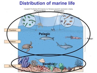 Distribution of marine life
Pelagic
Benthic
 