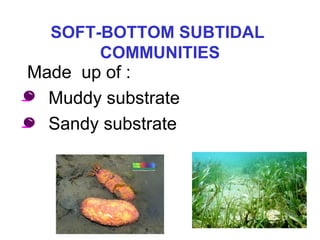 SOFT-BOTTOM SUBTIDAL
COMMUNITIES
Made up of :
• Muddy substrate
• Sandy substrate
 