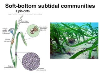 Soft-bottom subtidal communities
Epibionts
 