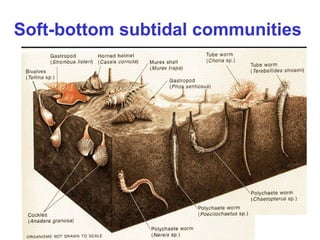 Soft-bottom subtidal communities
 