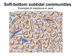 Soft-bottom subtidal communities
Examples of meiofauna in sand
 