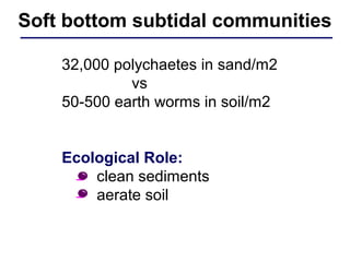32,000 polychaetes in sand/m2
vs
50-500 earth worms in soil/m2
Ecological Role:
• clean sediments
• aerate soil
Soft bottom subtidal communities
 