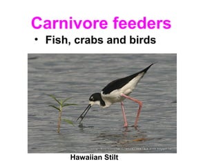 Carnivore feeders
Hawaiian Stilt
• Fish, crabs and birds
 