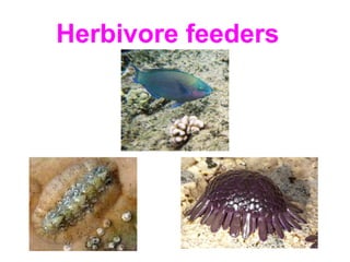 Herbivore feeders
 