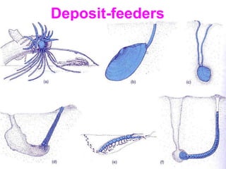 Deposit-feeders
 