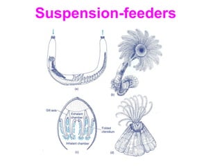 Suspension-feeders
 