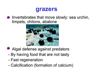 grazers
• Invertebrates that move slowly: sea urchin,
limpets, chitons, abalone
• Algal defense against predators
- By having food that are not tasty
- Fast regeneration
- Calcification (formation of calcium)
 