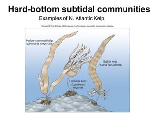Hard-bottom subtidal communities
Examples of N. Atlantic Kelp
 