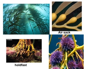 holdfast
Air sack
 