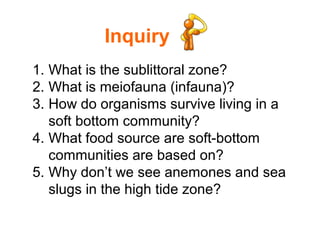 Inquiry
1. What is the sublittoral zone?
2. What is meiofauna (infauna)?
3. How do organisms survive living in a
soft bottom community?
4. What food source are soft-bottom
communities are based on?
5. Why don’t we see anemones and sea
slugs in the high tide zone?
 