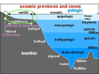 (Tidal zone)
(low tide to shelf break))
Photic
100m
 