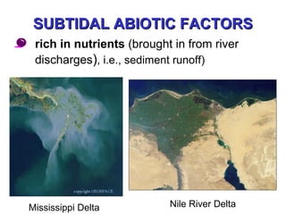 SUBTIDAL ABIOTIC FACTORSSUBTIDAL ABIOTIC FACTORS
• rich in nutrients (brought in from river
discharges), i.e., sediment runoff)
Mississippi Delta Nile River Delta
 