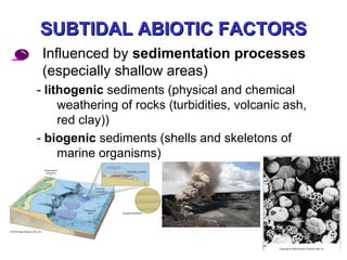 SUBTIDAL ABIOTIC FACTORSSUBTIDAL ABIOTIC FACTORS
• Influenced by sedimentation processes
(especially shallow areas)
- lithogenic sediments (physical and chemical
weathering of rocks (turbidities, volcanic ash,
red clay))
- biogenic sediments (shells and skeletons of
marine organisms)
 