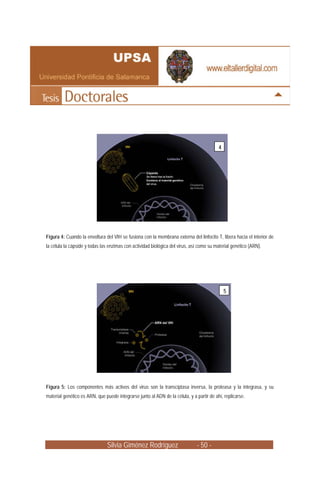 4




Figura 4: Cuando la envoltura del VIH se fusiona con la membrana externa del linfocito T, libera hacia el interior de
la célula la cápside y todas las enzimas con actividad biológica del virus, así como su material genético (ARN).




                                                                                                5
                                                                                        5




Figura 5: Los componentes más activos del virus son la transciptasa inversa, la proteasa y la integrasa, y su
material genético es ARN, que puede integrarse junto al ADN de la célula, y a partir de ahí, replicarse.




                                Silvia Giménez Rodríguez                       - 50 -
 