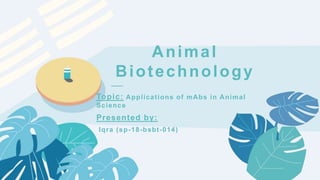 ——
Animal
Biotechnology
Topic: Applications of mAbs in Animal
Science
Presented by:
Iqra (sp-18-bsbt-014)
 