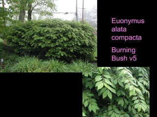 Euonymus alata compactaBurning Bush v5
