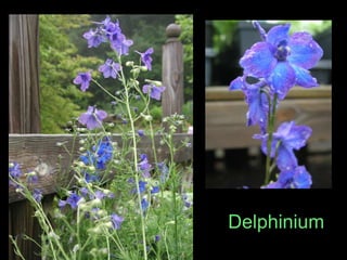 Delphinium