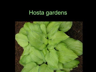 Hosta gardens