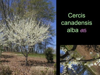 Cercis canadensis alba dt5