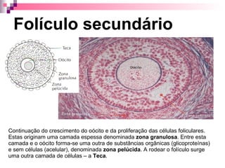 Folículo secundário Continuação do crescimento do oócito e da proliferação das células foliculares. Estas originam uma camada espessa denominada  zona granulosa . Entre esta camada e o oócito forma-se uma outra de substâncias orgânicas (glicoproteínas) e sem células (acelular), denominada  zona   pelúcida . A rodear o folículo surge uma outra camada de células – a  Teca . 