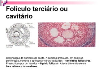 Folículo terciário ou cavitário Continuação do aumento do oócito. A camada granulosa, em contínua proliferação, começa a apresentar várias cavidades –  cavidades foliculares . Preenchidas por um líquidos –  líquido folicular . A teca diferencia-se em  teca   interna  e  teca externa . 