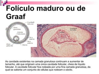 Folículo maduro ou de Graaf As cavidade existentes na camada granulosa continuam a aumentar de tamanho, até que originam uma única cavidade folicular, cheia de líquido folicular. A cavidade folicular fica rodeada por uma fina camada granulosa, da qual se salienta um conjunto de células que rodeiam o oócito. 