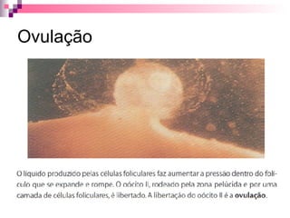 Ovulação 