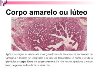 Corpo amarelo ou lúteo 