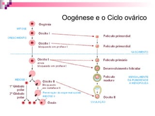 Oogénese e o Ciclo ovárico 
