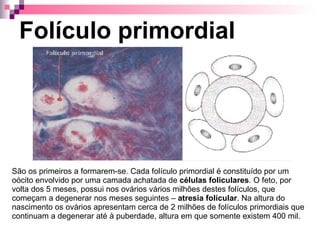 Folículo primordial São os primeiros a formarem-se. Cada folículo primordial é constituído por um oócito envolvido por uma camada achatada de  células foliculares . O feto, por volta dos 5 meses, possui nos ovários vários milhões destes folículos, que começam a degenerar nos meses seguintes –  atresia folicular . Na altura do nascimento os ovários apresentam cerca de 2 milhões de folículos primordiais que continuam a degenerar até à puberdade, altura em que somente existem 400 mil. 