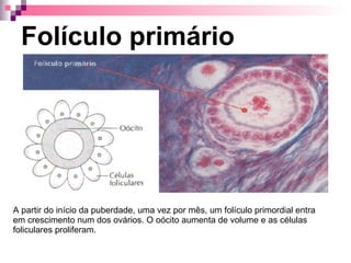 Folículo primário A partir do início da puberdade, uma vez por mês, um folículo primordial entra em crescimento num dos ovários. O oócito aumenta de volume e as células foliculares proliferam. 