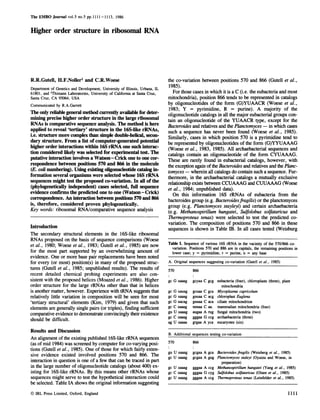The EMBO Journal vol.5 no.5 pp.I 1 1- 1 1 3, 1986
Higher order structure in ribosomal RNA
R.R.Gutell, H.F.Noller1 and C.R.Woese
Department of Genetics and Development, University of Illinois, Urbana, IL
61801, and 1Thimann Laboratories, University of California at Santa Cruz,
Santa Cruz, CA 95064, USA
Communicated by R.A.Garrett
The only reliable general method currently available for deter-
mining precise higher order structure in the large ribosomal
RNAs is comparative sequence analysis. The method is here
applied to reveal 'tertiary' structure in the 16S-like rRNAs,
i.e. structure more complex than simple double-helical, secon-
dary structure. From a list of computer-generated potential
higher order interactions within 16S rRNA one such interac-
tion considered likely was selected for experimental test. The
putative interaction involves a Watson-Crick one to one cor-
respondence between positions 570 and 866 in the molecule
(E. coli numbering). Using existing oligonucleotide catalog in-
formation several organisms were selected whose 16S rRNA
sequences might test the proposed co-variation. In all of the
(phylogenetically independent) cases selected, full sequence
evidence confirms the predicted one to one (Watson-Crick)
correspondence. An interaction between positions 570 and 866
is, therefore, considered proven phylogenetically.
Key words: ribosomal RNA/comparative sequence analysis
Introduction
The secondary structural elements in the 16S-like ribosomal
RNAs proposed on the basis of sequence comparisons (Woese
et al., 1980; Woese et al., 1983; Gutell et al., 1985) are now
for the most part supported by an overwhelming amount of
evidence. One or more base pair replacements have been noted
for every (or most) position(s) in many of the proposed struc-
tures (Gutell et al., 1985; unpublished results). The results of
recent detailed chemical probing experiments are also con-
sistent with the proposed helices (Moazed et al., 1986). Higher
order structure for the large rRNAs other than that in helices
is another matter, however. Experience with tRNA suggests that
relatively little variation in composition will be seen for most
'tertiary structural' elements (Kim, 1979) and given that such
elements are generally single pairs (or triples), finding sufficient
comparative evidence to demonstrate convincingly their existence
should be difficult.
Results and Discussion
An alignment ofthe existing published 16S-like rRNA sequences
(as of mid 1984) was screened by computer for co-varying posi-
tions (Gutell et al., 1985). One of those for which fairly exten-
sive evidence existed involved positions 570 and 866. The
interaction in question is one of a few that can be traced in part
in the large number of oligonucleotide catalogs (about 400) ex-
isting for 16S-like rRNAs. By this means other rRNAs whose
sequences might serve to test the hypothetical interaction could
be selected. Table IA shows the original information suggesting
the co-variation between positions 570 and 866 (Gutell et al.,
1985).
For those cases in which it is a C (i.e. the eubacteria and most
mitochondria), position 866 tends to be represented in catalogs
by oligonucleotides of the form (G)YUAACR (Woese et al.,
1983; Y = pyrimidine, R = purine). A majority of the
oligonucleotide catalogs in all the major eubacterial groups con-
tain an oligonucleotide of the YUAACR type, except for the
Bacteroides and relatives and the Planctomyces - in which cases
such a sequence has never been found (Woese et al., 1985).
Similarly, cases in which position 570 is a pyrimidine tend to
be represented by oligonucleotides of the form (G)YYUAAAG
(Woese et al., 1983, 1985). All archaebacterial sequences and
catalogs contain an oligonucleotide of the form CYUAAAG.
These are rarely found in eubacterial catalogs, however, with
the exception again ofthe Bacteroides and relatives and the Pkznc-
tomyces - wherein all catalogs do contain such a sequence. Fur-
thermore, in the archaebacterial catalogs a mutually exclusive
relationship exists between CCUAAAG and CUUAAAG (Woese
et al., 1984; unpublished data).
On this information 16S rRNAs of eubacteria from the
bacteroides group (e.g. Bacteroidesfragilis) or the planctomyces
group (e.g. Planctomyces stayleyi) and certain archaebacteria
(e.g. Methanospirillum hungatei, Sulfolobus solfataricus and
Thermoproteus tenax) were selected to test the predicted co-
variation. The composition of positions 570 and 866 in these
sequences is shown in Table LB. In all cases tested (Weisburg
Table I. Sequence of various 16S rRNA in the vacinity of the 570/866 co-
variation. Positions 570 and 886 are in capitals, the remaining positions in
lower case; y = pyrimidine, r = purine, n = any base
A. Original sequences suggesting co-variation (Gutell et al., 1985)
570 866
gc G uaaag gcyaa C gcg eubacteria (four), chloroplasts (three), plant
mitochondria
gc G uauag gcuaa C gca Mycoplasma capricolum
gc G uaaag guuaa C acg chloroplast Euglena
gc G uacag guuaa C aca ciliate mitochondrion
gc C uaaag nnnaa C aa. mammalian mitochondria (four)
gu U uaaag augaa A rug fungal mitochondria (two)
gc C uaaag gggaa G ccg archaebacteria (three)
ag U uaaaa grgaa A yca eucaryotes (six)
B. Additional sequences testing co-variation
570 866
gu U uaaag gcgaa A gca Bacteroides fragilis (Weisberg et al., 1985)
gc U uaaag gcgaa A gug Planctomyces staleyi (Oyaizu and Woese, in
preparation)
gc U uaaag gggaa A ccg Methanospirillum hungatei (Yang et al., 1985)
gc C uaaag gggaa G cyg Sulfolobus solfataricus (Olsen et al., 1985)
gc U uaaag gggaa A ccg 7hermoproteus tenax (Leinfelder et al., 1985)
© IRL Press Limited, Oxford, England 1111
 