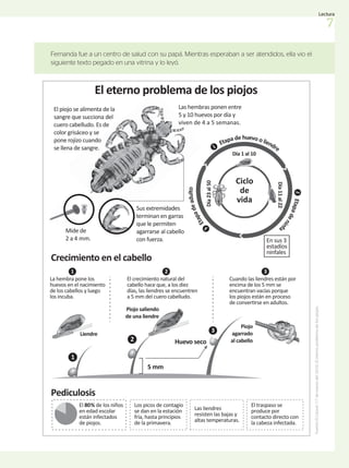 Fernanda fue a un centro de salud con su papá. Mientras esperaban a ser atendidos, ella vio el
siguiente texto pegado en una vitrina y lo leyó.
1
2
3
5 mm
Huevo seco
El eterno problema de los piojos
Crecimiento en el cabello
Pediculosis
Mide de
2 a 4 mm.
1
La hembra pone los
huevos en el nacimiento
de los cabellos y luego
los incuba.
Liendre
2
El crecimiento natural del
cabello hace que, a los diez
días, las liendres se encuentren
a 5 mm del cuero cabelludo.
3
Cuando las liendres están por
encima de los 5 mm se
encuentran vacías porque
los piojos están en proceso
de convertirse en adultos.
Piojo
agarrado
al cabello
Piojo saliendo
de una liendre
Sus extremidades
terminan en garras
que le permiten
agarrarse al cabello
con fuerza.
Los picos de contagio
se dan en la estación
fría, hasta principios
de la primavera.
El 80% de los niños
en edad escolar
están infectados
de piojos.
Las liendres
resisten las bajas y
altas temperaturas.
El traspaso se
produce por
contacto directo con
la cabeza infectada.
Las hembras ponen entre
5 y 10 huevos por día y
viven de 4 a 5 semanas.
El piojo se alimenta de la
sangre que succiona del
cuero cabelludo. Es de
color grisáceo y se
pone rojizo cuando
se llena de sangre. 1
2
3
Etapa de huevo o liendre
E
t
a
p
a
d
e
n
i
n
f
a
E
t
a
p
a
d
e
a
d
u
l
t
o
Día 1 al 10
Día
11
al
22
Día
23
al
50
Ciclo
de
vida
En sus 3
estadíos
ninfales
Fuente:
El
Litoral.
(17
de
marzo
del
2010).
El
eterno
problema
de
los
piojos.
7
Lectura
 