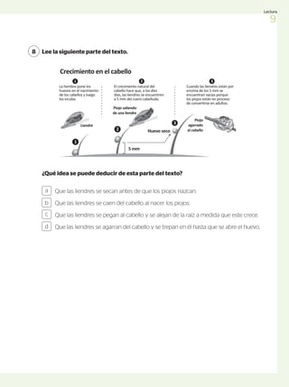Lee la siguiente parte del texto.
8
Que las liendres se secan antes de que los piojos nazcan.
Que las liendres se caen del cabello al nacer los piojos.
Que las liendres se pegan al cabello y se alejan de la raíz a medida que este crece.
Que las liendres se agarran del cabello y se trepan en él hasta que se abre el huevo.
a
b
c
d
¿Qué idea se puede deducir de esta parte del texto?
1
2
3
5 mm
Huevo seco
Crecimiento en el cabello
Pediculosis
Mide de
2 a 4 mm.
1
La hembra pone los
huevos en el nacimiento
de los cabellos y luego
los incuba.
Liendre
2
El crecimiento natural del
cabello hace que, a los diez
días, las liendres se encuentren
a 5 mm del cuero cabelludo.
3
Cuando las liendres están por
encima de los 5 mm se
encuentran vacías porque
los piojos están en proceso
de convertirse en adultos.
Piojo
agarrado
al cabello
Piojo saliendo
de una liendre
Sus extremidades
terminan en garras
que le permiten
agarrarse al cabello
con fuerza.
Los picos de contagio
se dan en la estación
fría, hasta principios
de la primavera.
El 80% de los niños
en edad escolar
están infectados
de piojos.
Las liendres
resisten las bajas y
altas temperaturas.
El traspaso se
produce por
contacto directo con
la cabeza infectada.
se llena de sangre. 1
2
3
ndre
E
t
a
p
a
d
e
n
i
n
f
a
E
t
a
p
a
d
e
a
d
u
l
t
o
Día 1 al 10
Día
11
al
22
Día
23
al
50
Ciclo
de
vida
En sus 3
estadíos
ninfales
9
Lectura
 