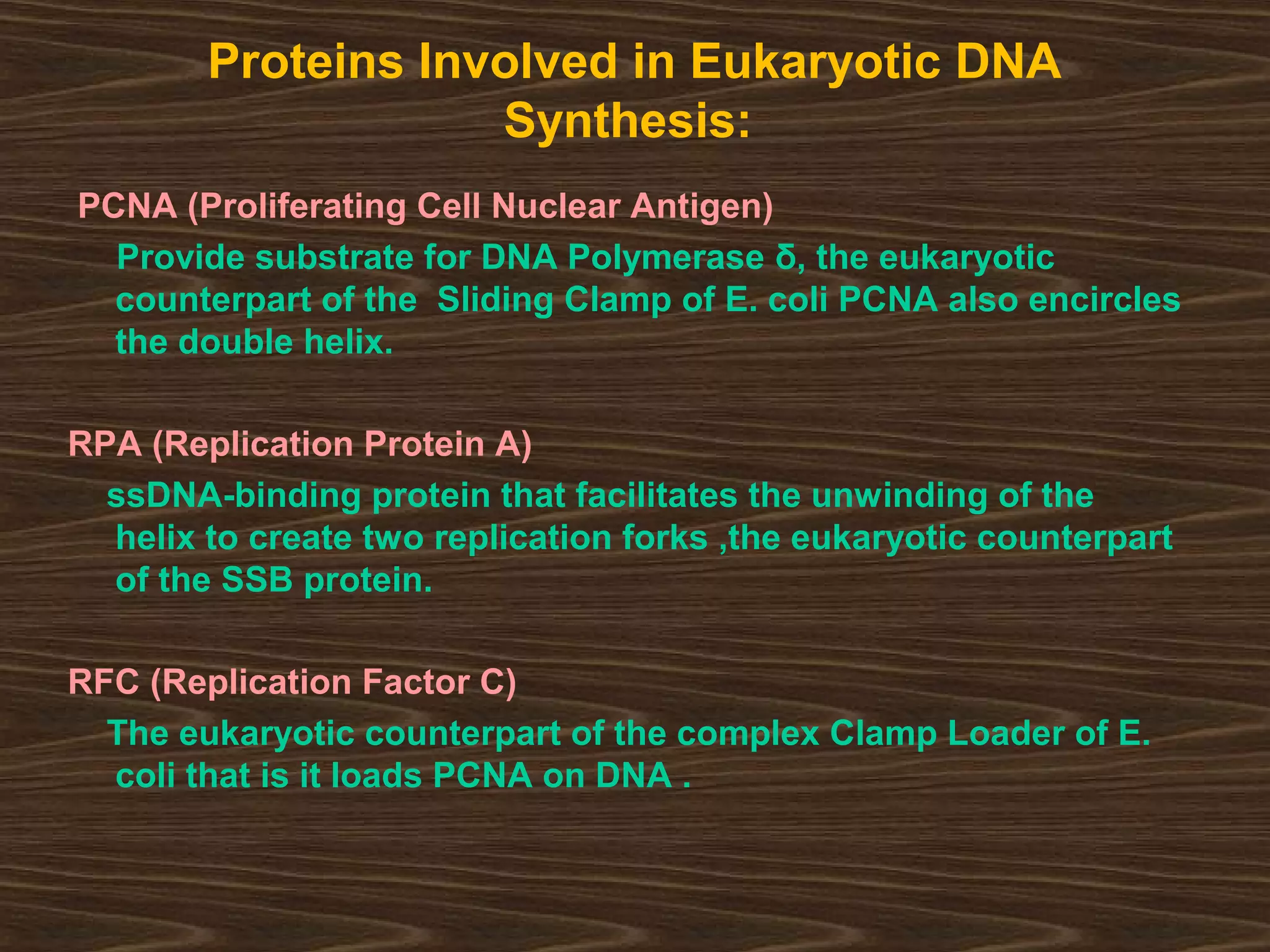 Proteins Involved in Eukaryotic DNA
Synthesis:
PCNA (Proliferating Cell Nuclear Antigen)
Provide substrate for DNA Polymerase δ, the eukaryotic
counterpart of the Sliding Clamp of E. coli PCNA also encircles
the double helix.
RPA (Replication Protein A)
ssDNA-binding protein that facilitates the unwinding of the
helix to create two replication forks ,the eukaryotic counterpart
of the SSB protein.
RFC (Replication Factor C)
The eukaryotic counterpart of the complex Clamp Loader of E.
coli that is it loads PCNA on DNA .
 