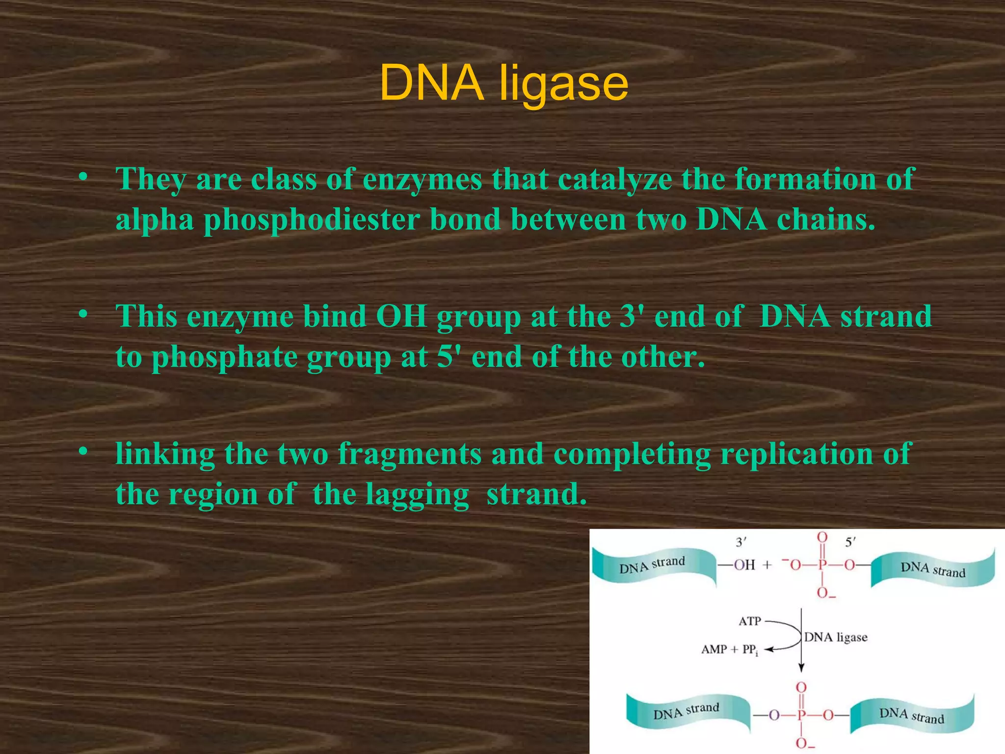 DNA ligase
• They are class of enzymes that catalyze the formation of
alpha phosphodiester bond between two DNA chains.
• This enzyme bind OH group at the 3' end of DNA strand
to phosphate group at 5' end of the other.
• linking the two fragments and completing replication of
the region of the lagging strand.
 