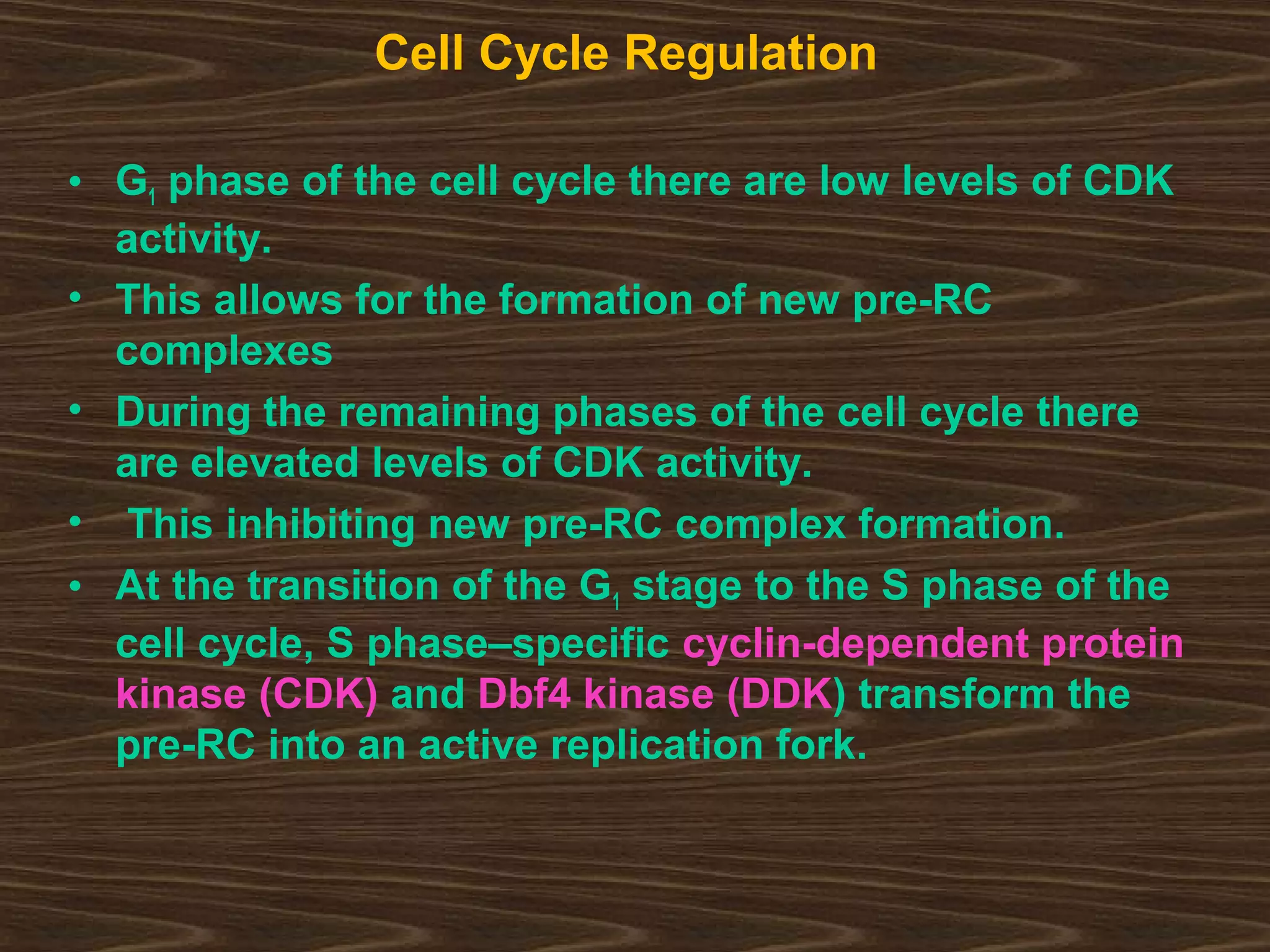 Cell Cycle Regulation
• G1 phase of the cell cycle there are low levels of CDK
activity.
• This allows for the formation of new pre-RC
complexes
• During the remaining phases of the cell cycle there
are elevated levels of CDK activity.
• This inhibiting new pre-RC complex formation.
• At the transition of the G1 stage to the S phase of the
cell cycle, S phase–specific cyclin-dependent protein
kinase (CDK) and Dbf4 kinase (DDK) transform the
pre-RC into an active replication fork.
 