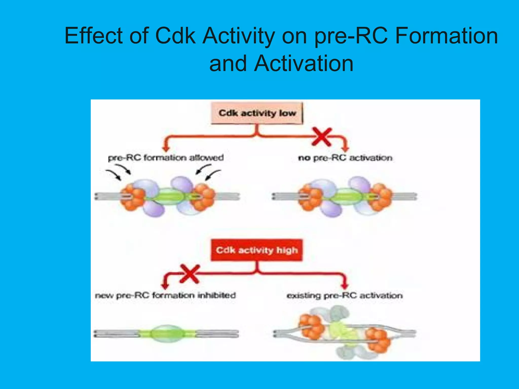 Effect of Cdk Activity on pre-RC Formation
and Activation
 