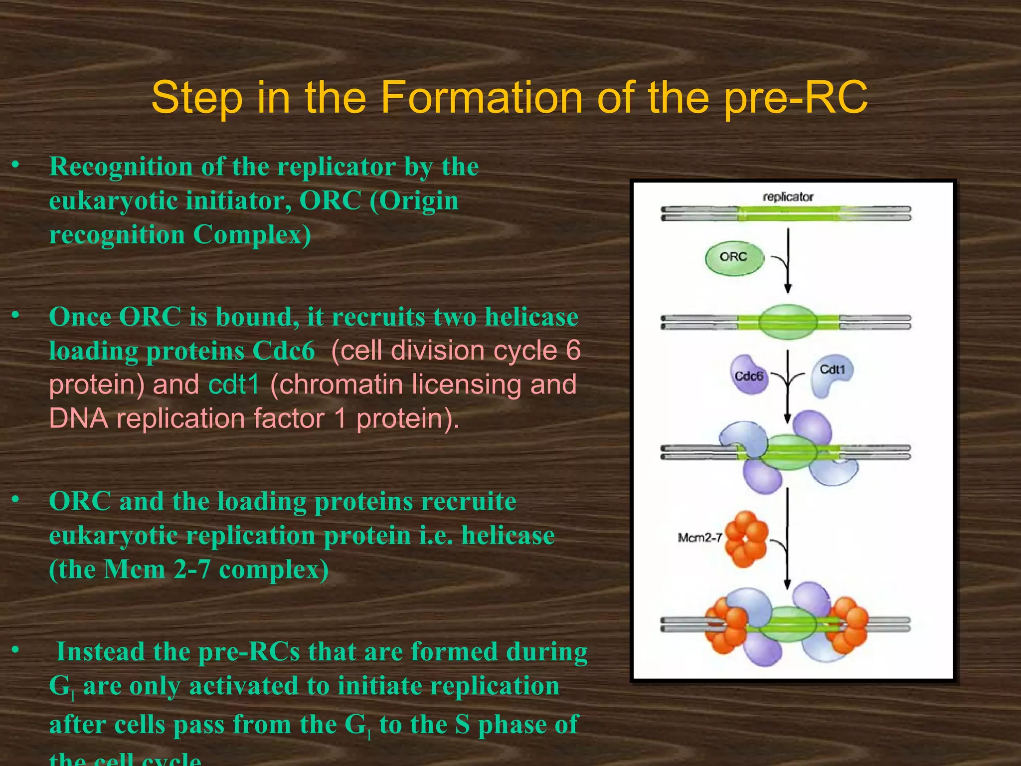 Step in the Formation of the pre-RC
• Recognition of the replicator by the
eukaryotic initiator, ORC (Origin
recognition Complex)
• Once ORC is bound, it recruits two helicase
loading proteins Cdc6 (cell division cycle 6
protein) and cdt1 (chromatin licensing and
DNA replication factor 1 protein).
• ORC and the loading proteins recruite
eukaryotic replication protein i.e. helicase
(the Mcm 2-7 complex)
• Instead the pre-RCs that are formed during
G1 are only activated to initiate replication
after cells pass from the G1 to the S phase of
 