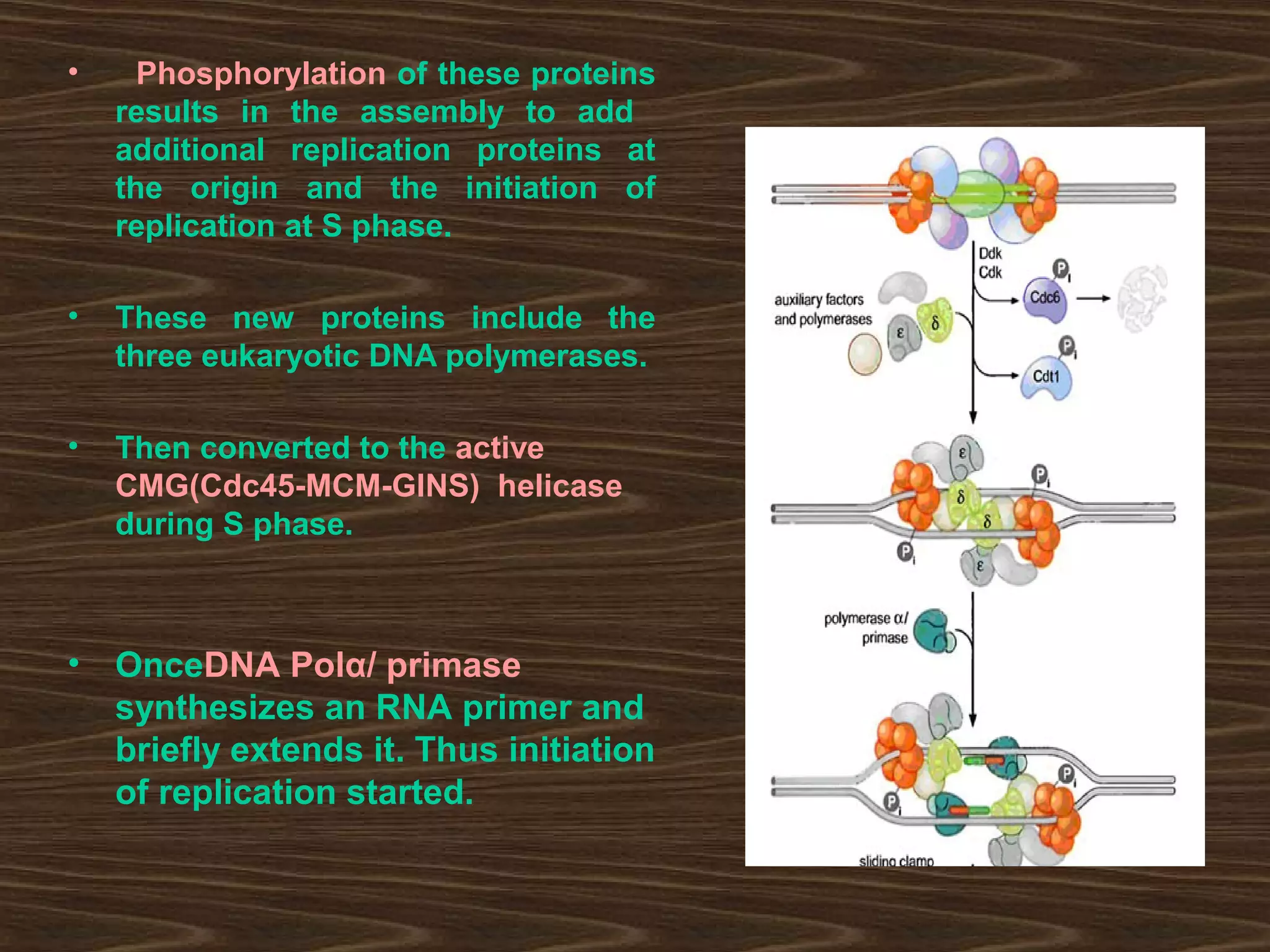 • Phosphorylation of these proteins
results in the assembly to add
additional replication proteins at
the origin and the initiation of
replication at S phase.
• These new proteins include the
three eukaryotic DNA polymerases.
• Then converted to the active
CMG(Cdc45-MCM-GINS) helicase
during S phase.
• OnceDNA Polα/ primase
synthesizes an RNA primer and
briefly extends it. Thus initiation
of replication started.
 