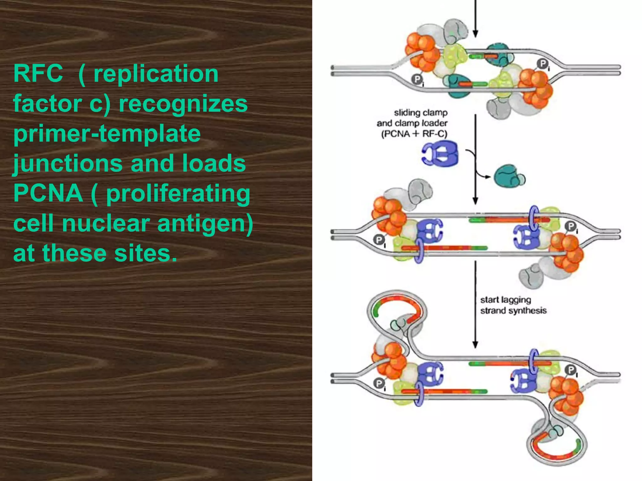 RFC ( replication
factor c) recognizes
primer-template
junctions and loads
PCNA ( proliferating
cell nuclear antigen)
at these sites.
 