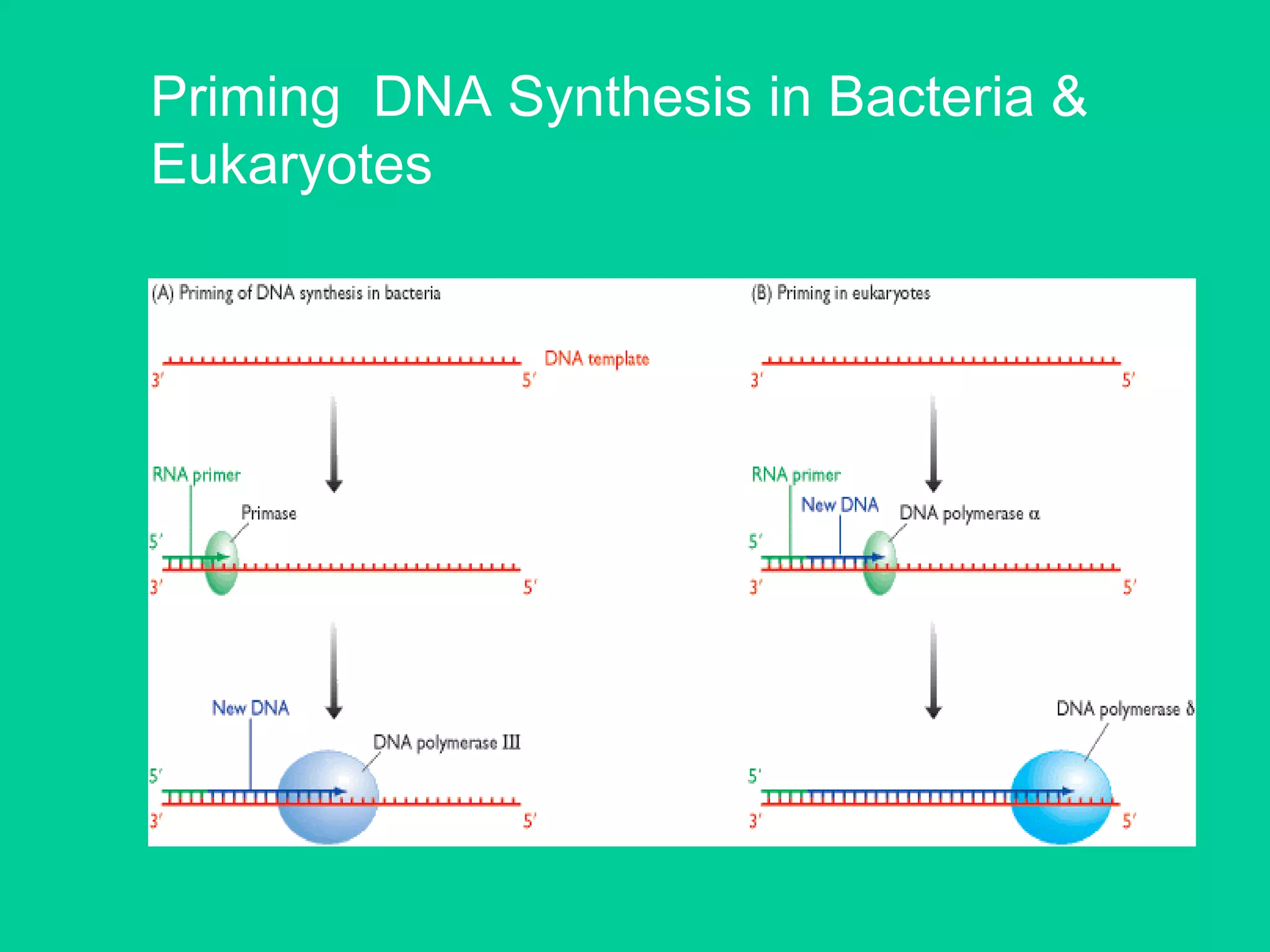 Priming DNA Synthesis in Bacteria &
Eukaryotes
 