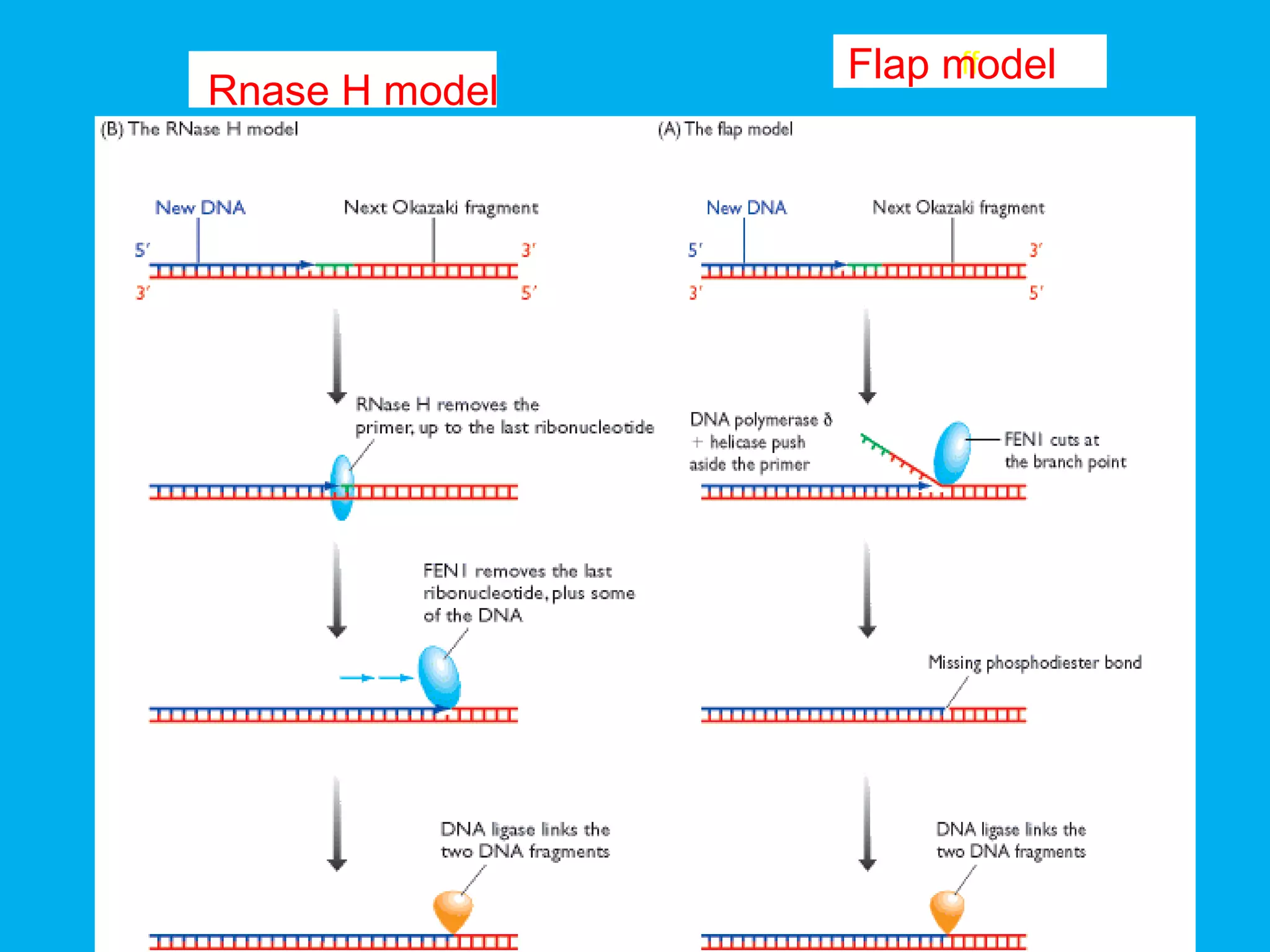 36
Rnase H model
ffFlap model
 