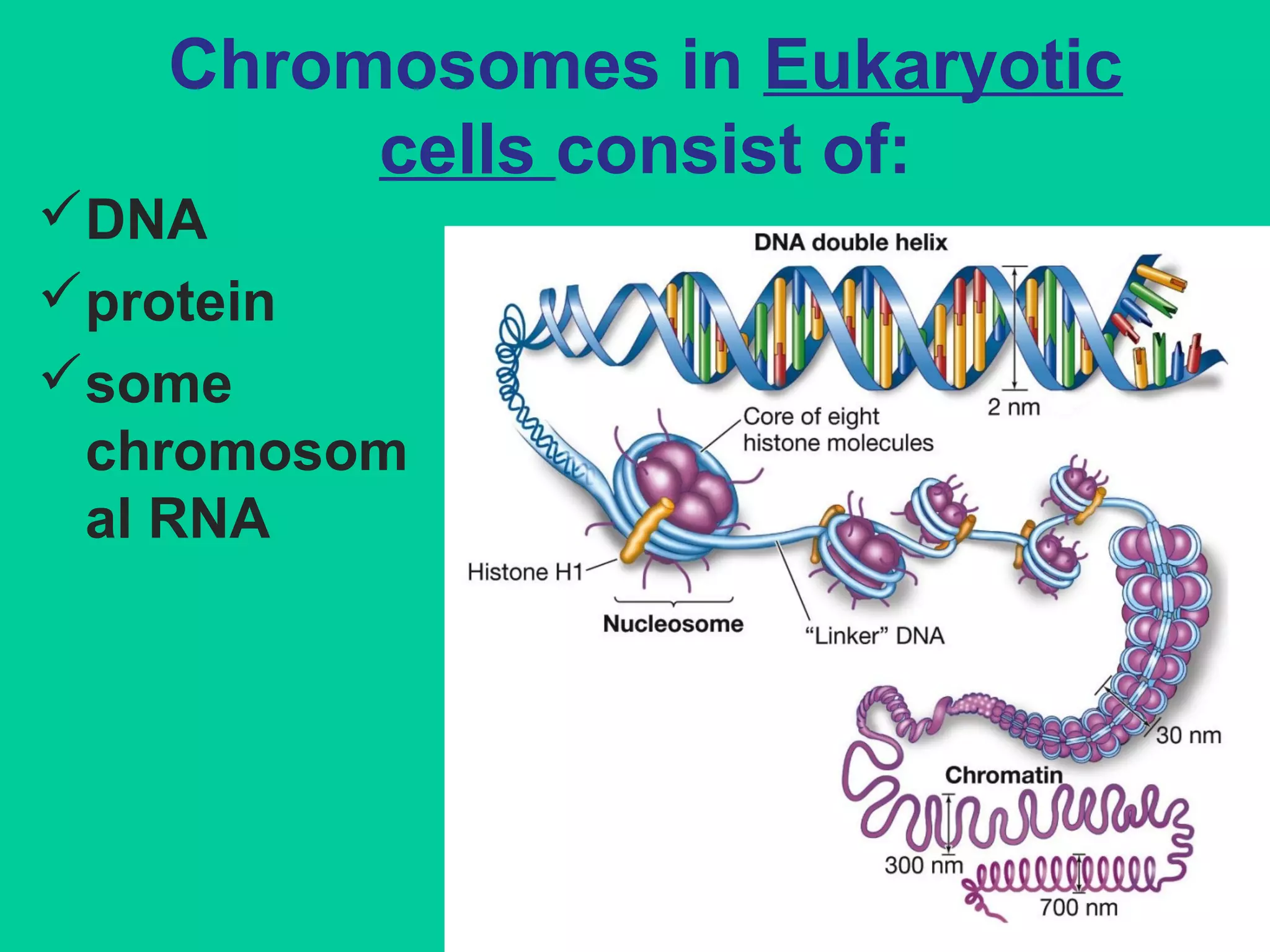 Chromosomes in Eukaryotic
cells consist of:
DNA
protein
some
chromosom
al RNA
 